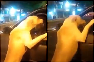 Persiguió durante cuadras el auto de su dueña y desató indignación: “¿Por qué no lo ponen en adopción?"