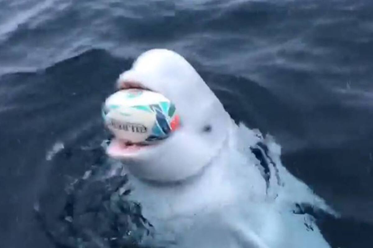 El video de una ballena que “juega al rugby” está dando la vuelta al mundo