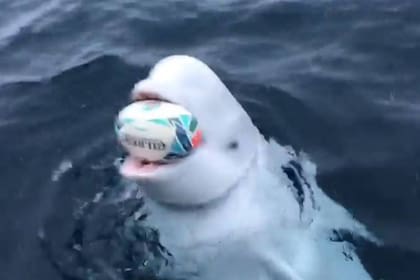 El video de una ballena que “juega al rugby” está dando la vuelta al mundo
