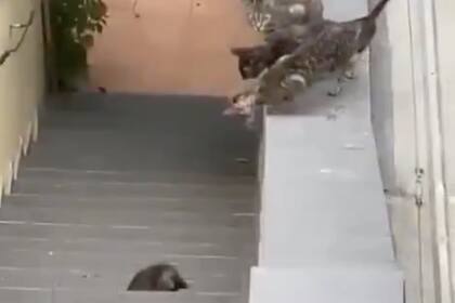 El video de una madre que lucha por ayudar a sus gatitos a cruzar un paredón se convirtió en viral en las últimas horas