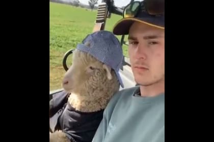 El video de una oveja que escucha hip hop mientras maneja se convirtió en el último furor de TikTok
