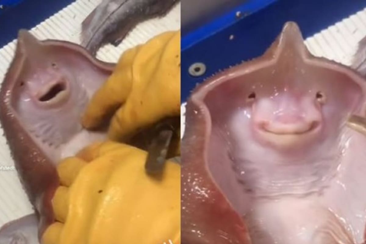 El video de una raya marina que "se ríe" generó controversia en TikTok