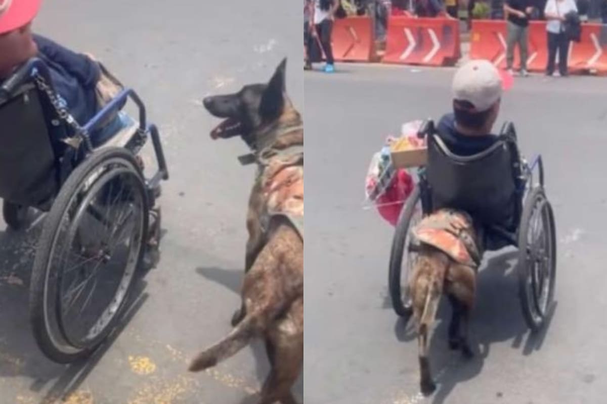 El video del animal se volvió viral en las redes sociales; FOTO: TikTok