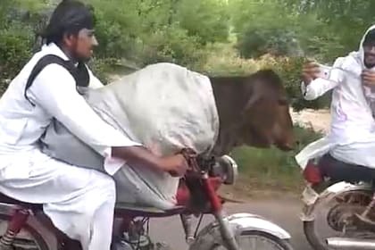 El video del bovino viajero fue registrado en Pakistán