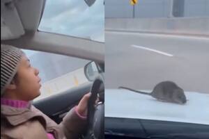 El video del momento aterrador en el que una rata se posó sobre el capó de un auto en Nueva York
