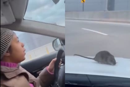 El video del momento aterrador en el que una rata se posó sobre el capó de un auto en Nueva York