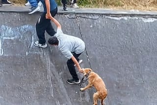 Rescate heroico: formaron una cadena humana para salvar a un perro atrapado en un canal