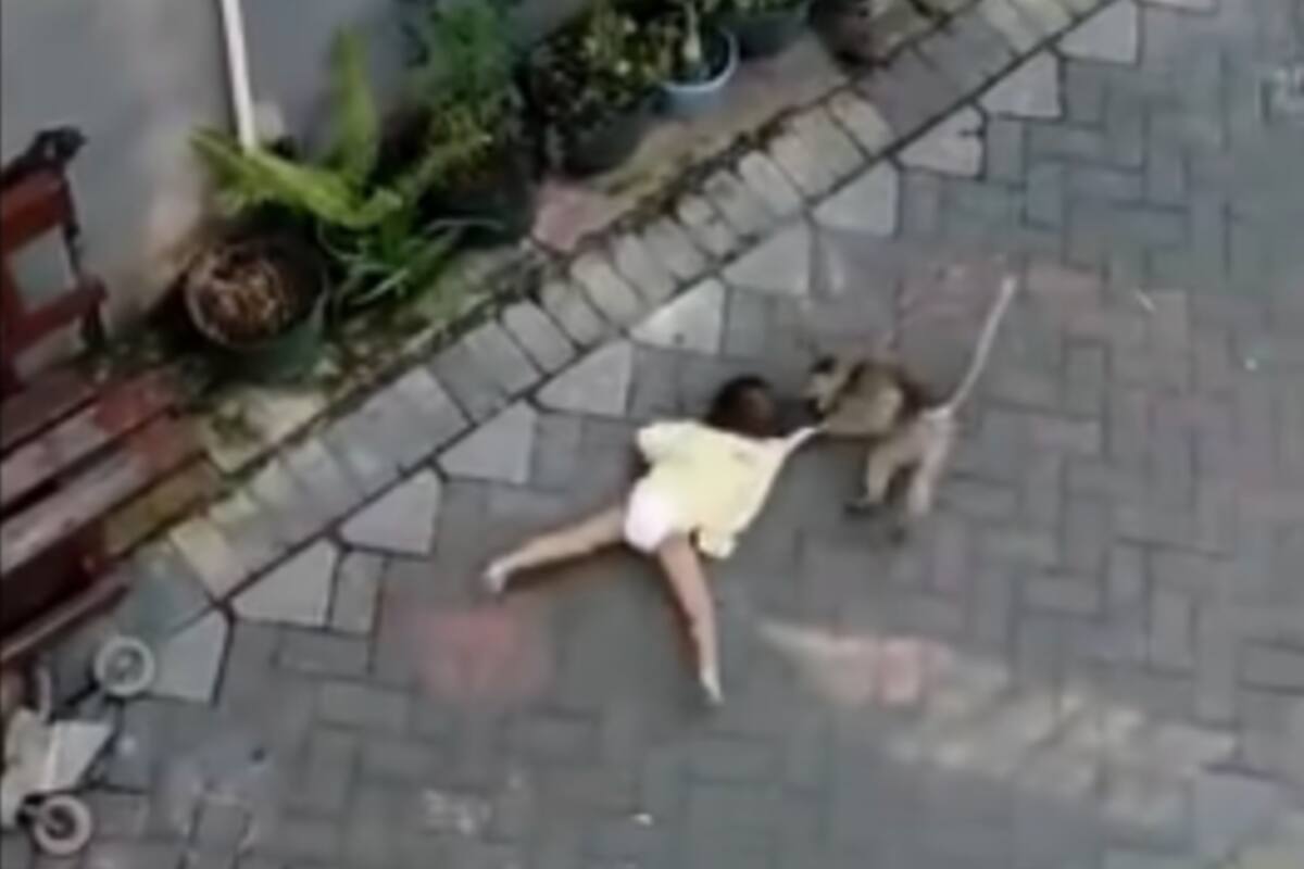 El video del mono que “intentó secuestrar a un niño“ se volvió viral
