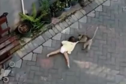 El video del mono que “intentó secuestrar a un niño“ se volvió viral