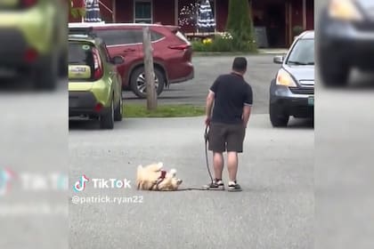 El video del perrito que se llevó todas las risas (Captura video)
