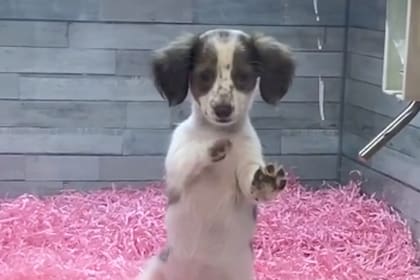 El video del perro despidiéndose de su mejor amigo le rompió el corazón a los usuarios de Tik Tok y se hizo viral