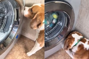 El video del perro obtuvo más de 200 mil visualizaciones en TikTok