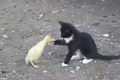 El video, en el que los animalitos juegan sin lastimarse, ya es viral