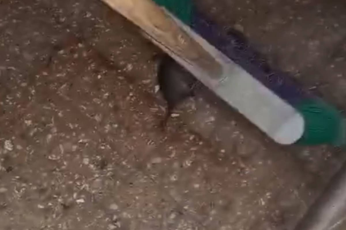 El video muestra cómo una empleada del colegio atrapa a una de las ratas