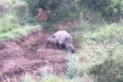 El video que capturó la escena se viralizó en Facebook