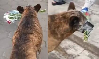 El video que emocionó a todos