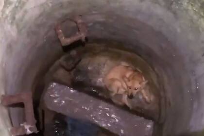El video que muestra al animal en el fondo del pozo y luego su rescate y recuperación fue subido a las redes sociales y se volvió viral