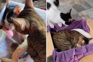 El video se llenó rápidamente de likes y comentarios (Foto: Captura TikTok @abatha0125)