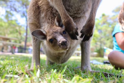 El video se volvió viral en las redes sociales. Fuente: Australian Reptile Park