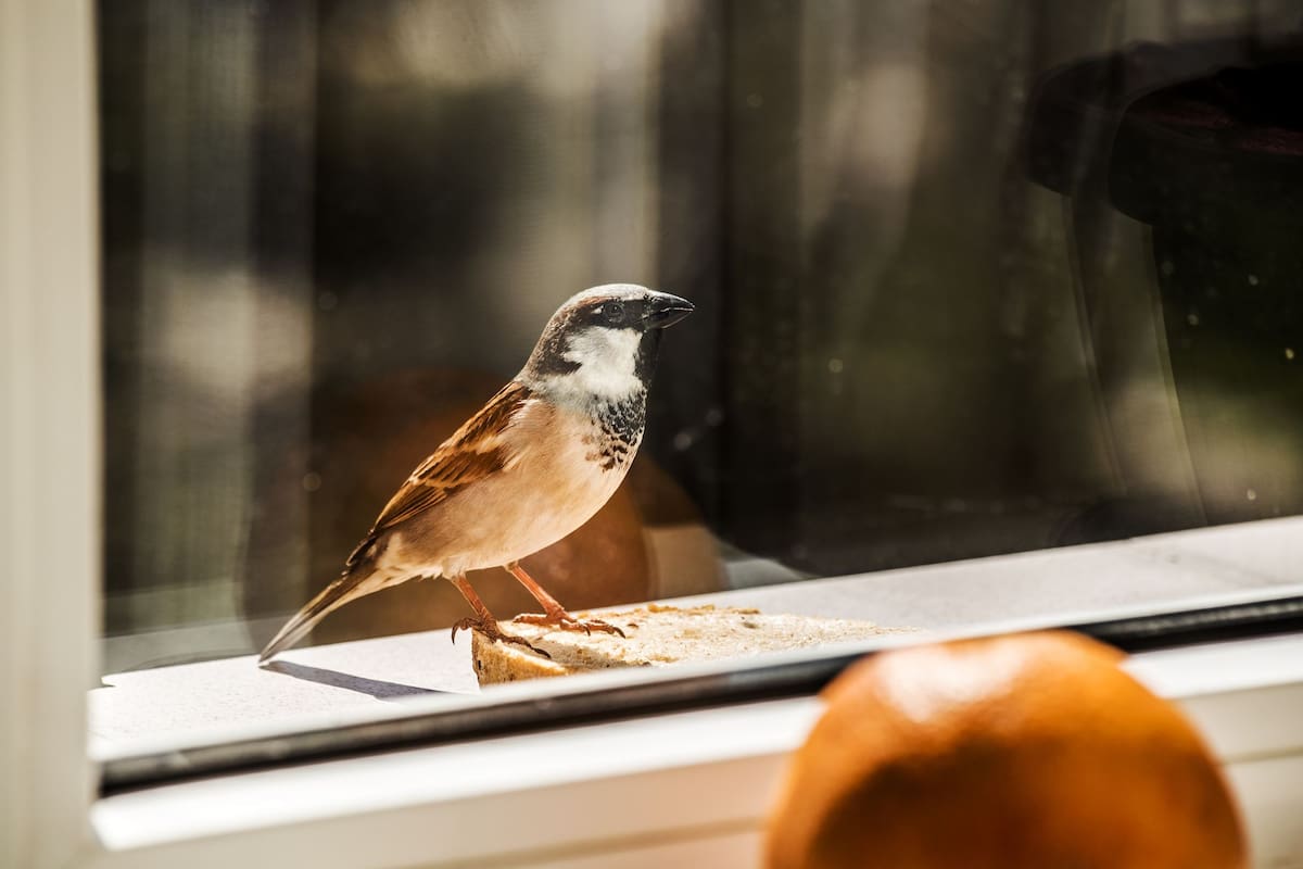 El vidrio de una ventana puede resultar invisible o encandilar a un pájaro, que al impactar contra él puede perder la vida o quedar a merced de un depredador