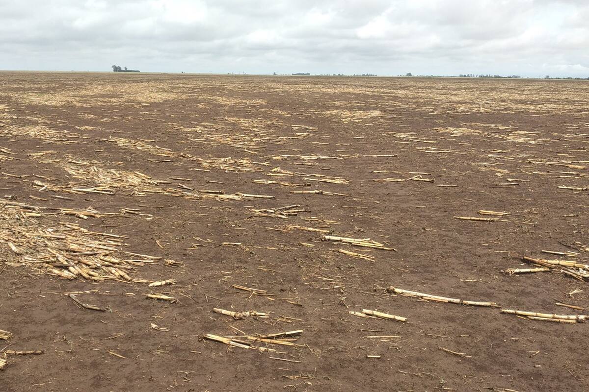 El viento arrasó el lote trabajado por el productor Javier Re