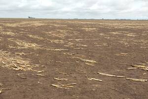 El viento arrasó el lote trabajado por el productor Javier Re