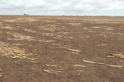 El viento arrasó el lote trabajado por el productor Javier Re