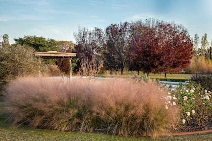 El viento, la luz y miles de diminutas flores hacen de esta gramínea una escena en movimiento