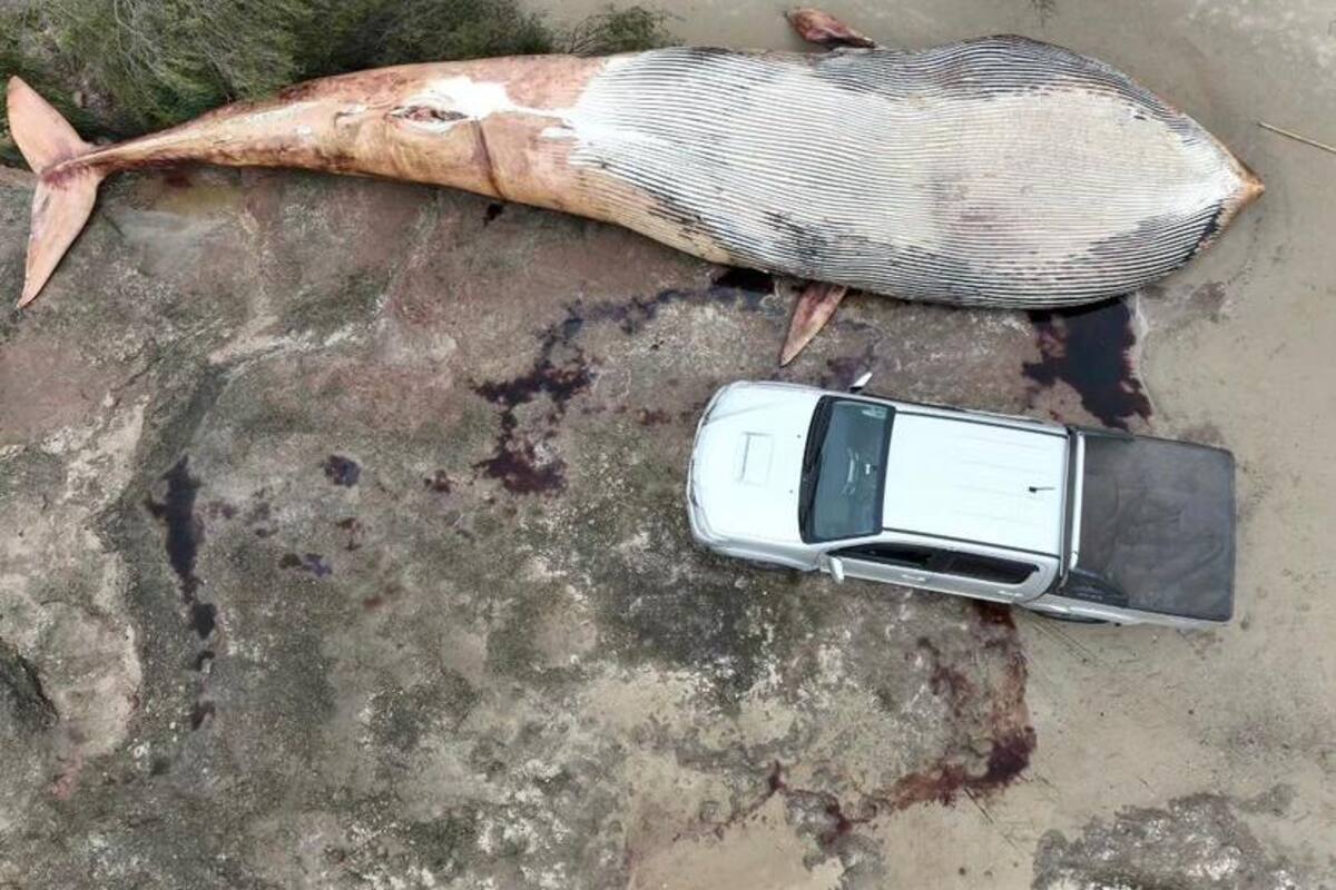 El viernes 22 apareció una gigantesca ballena sin vida en las costas del departamento de Colonia
