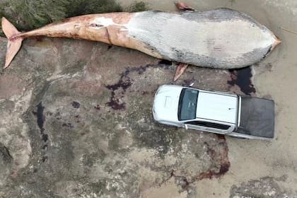 El viernes 22 apareció una gigantesca ballena sin vida en las costas del departamento de Colonia