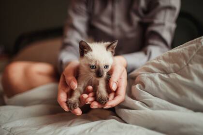 El vínculo con una mascota puede ser tan fuerte que redefine nuestras decisiones más profundas.