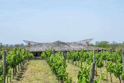 El viñedo de Gamboa y, al fondo, el restaurante de la bodega.