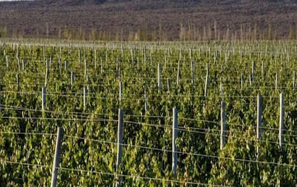 El viñedo tiene capacidad para producir suficientes uvas para para unas 100.000 botellas
