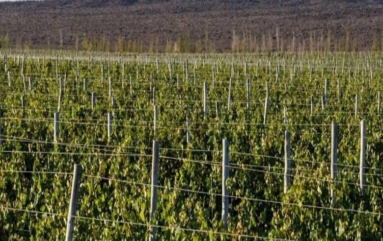 De los algoritmos al vino: el salto de un empresario en Neuquén