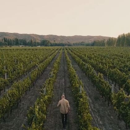 El viñedo ubicado en la ciudad de Mendoza