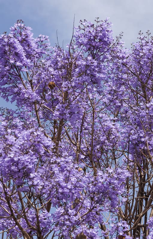 Jacarandás y otras especies de la misma gama de colores tiñen la ciudad en esta época del año