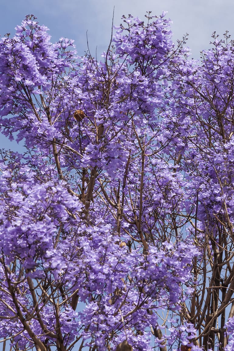 Jacarandás y otras especies de la misma gama de colores tiñen la ciudad en esta época del año