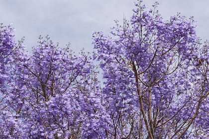 El violeta de los jacarandás tiñe varias avenidas porteñas.