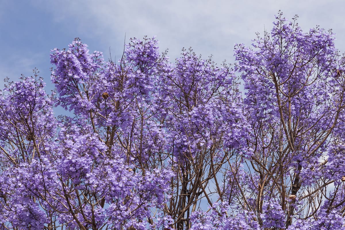 Jacarandás y otras especies de la misma gama de colores tiñen la ciudad en esta época del año