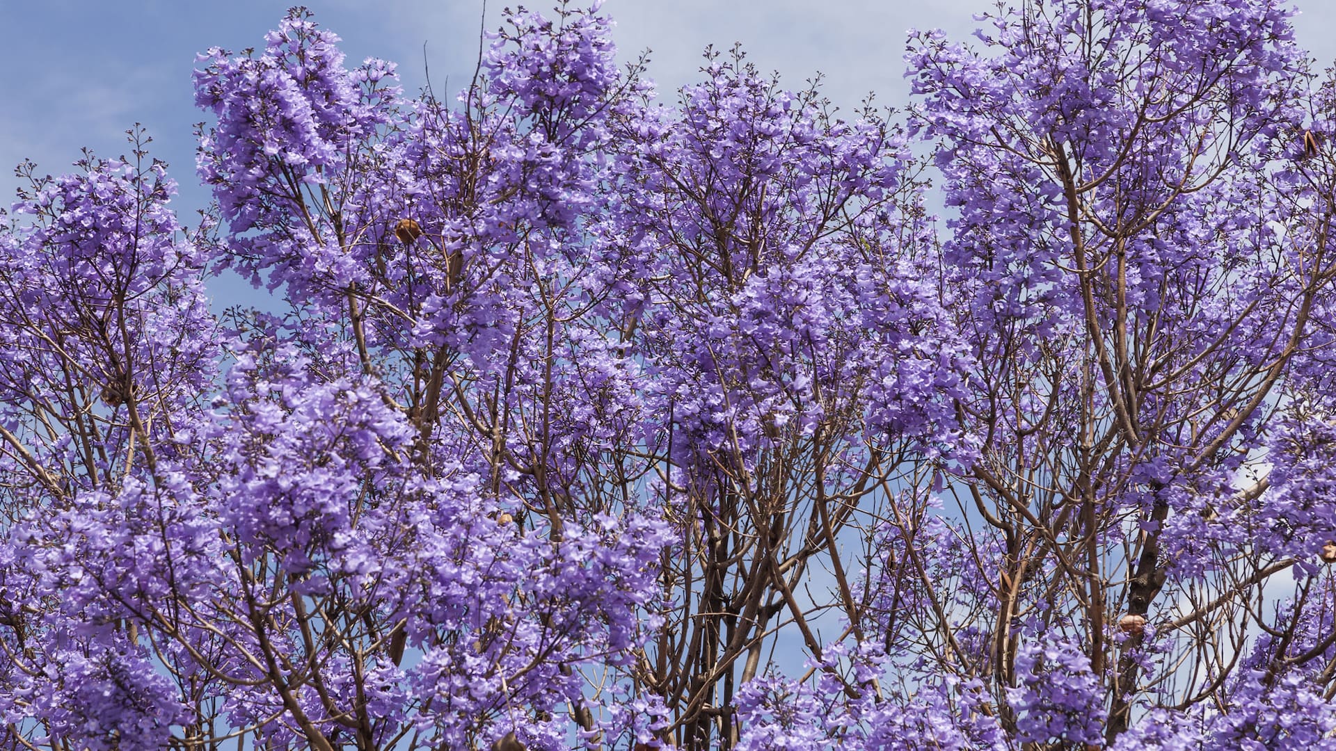 Jacarandás y otras especies de la misma gama de colores tiñen la ciudad en esta época del año