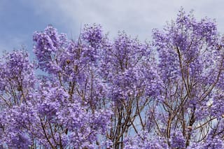 La ciudad se empodera con sus flores violetas
