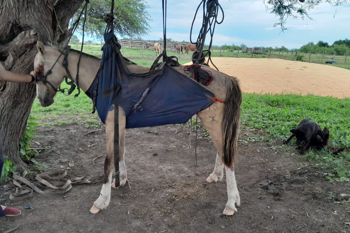 El virus avanza en Córdoba de una manera preocupante