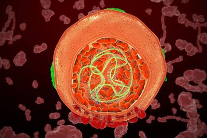 El virus de la hepatitis C es uno de las 5 cepas de hepatitis que existen.