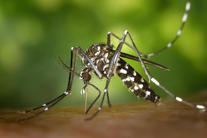 El virus del dengue es transmitido por el mosquito Aedes aegypti