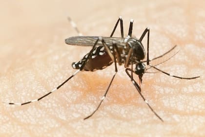 El virus del dengue, propagado por un mosquito, es una infección endémica en partes de América Latina.