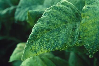 El virus del mosaico del tabaco fue el primero identificado en la historia