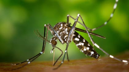 El virus es transmitido por la picadura de los mosquitos Aedes aegypti y Aedes albopictus
