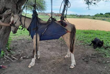 El virus genera cuadros que pueden llevar a la muerte del animal