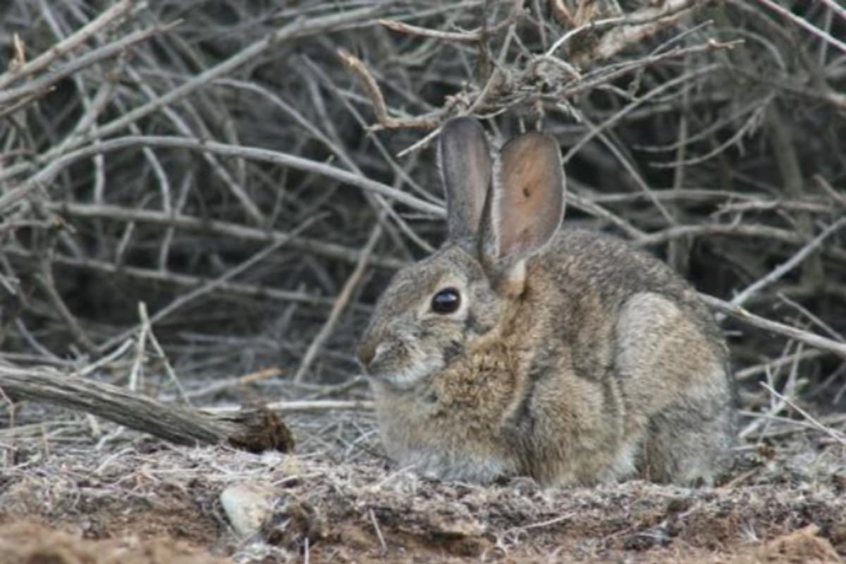 El virus solo ataca a conejos y liebres, no afecta a humanos ni a otros animales. La propagación se extiende en seis estados del país
