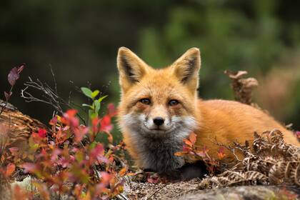 El virus también ha infectado a mamíferos como zorros, osos y focas.